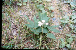 Imagem de Actaea rubra (Ait.) Willd.