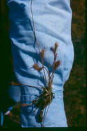 صورة Drosera anglica Huds.