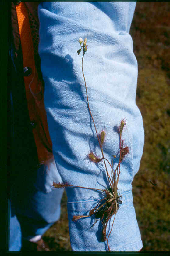 صورة Drosera anglica Huds.