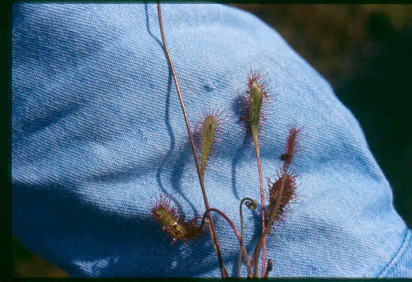 صورة Drosera anglica Huds.