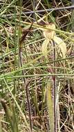 Image of Eastern spider orchid