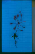 صورة Drosera anglica Huds.