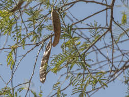 Image of Vachellia sieberiana (DC.) Kyal. & Boatwr.