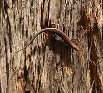 Image of Tasmanian Tree Skink