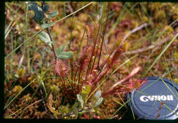 صورة Drosera anglica Huds.