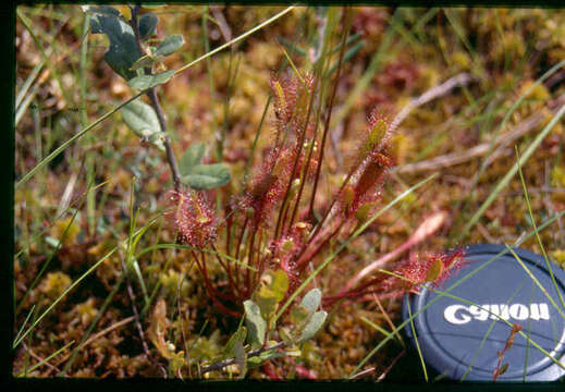 Image of Great Sundew