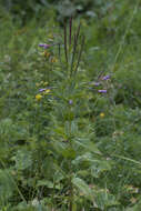 Image of alpine willowherb