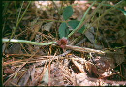 Image of Canadian wildginger