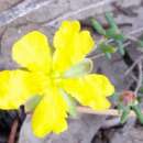 Image of Hibbertia serpyllifolia R. Br. ex DC.