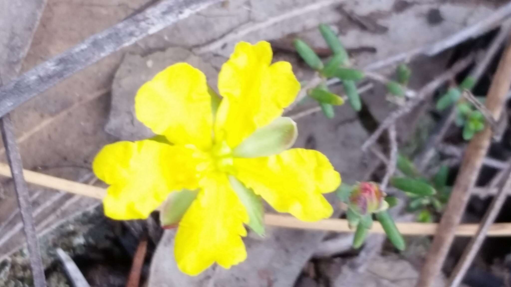 Image of Hibbertia serpyllifolia R. Br. ex DC.