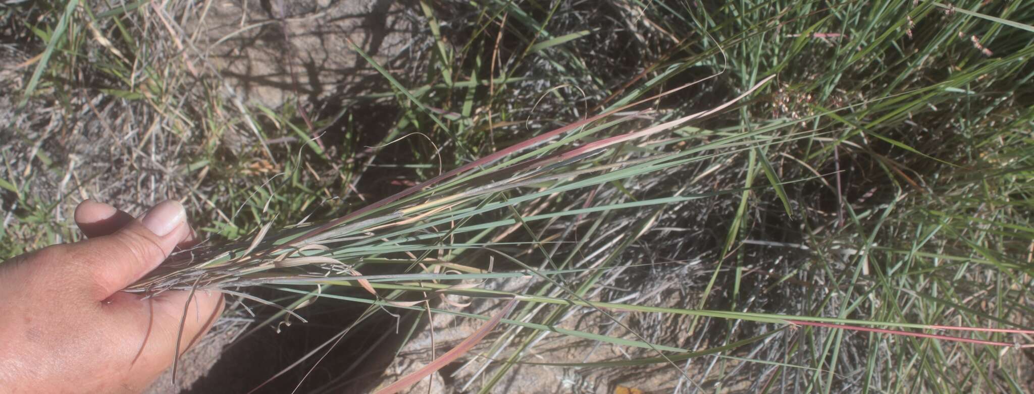 Imagem de Heteropogon melanocarpus (Elliott) Benth.