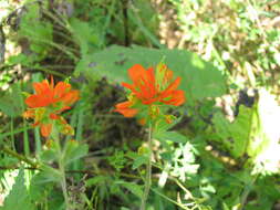 Image de Castilleja coccinea (L.) Spreng.