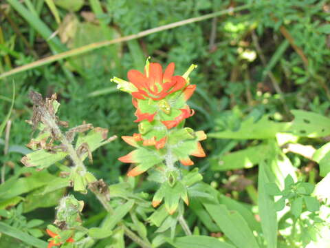 Image of scarlet Indian paintbrush