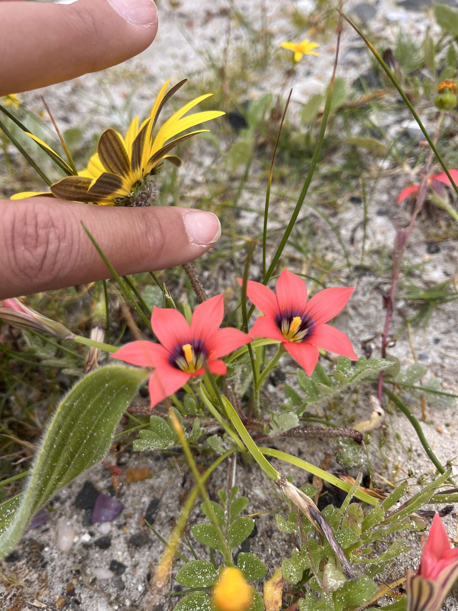 Image of Romulea obscura Klatt