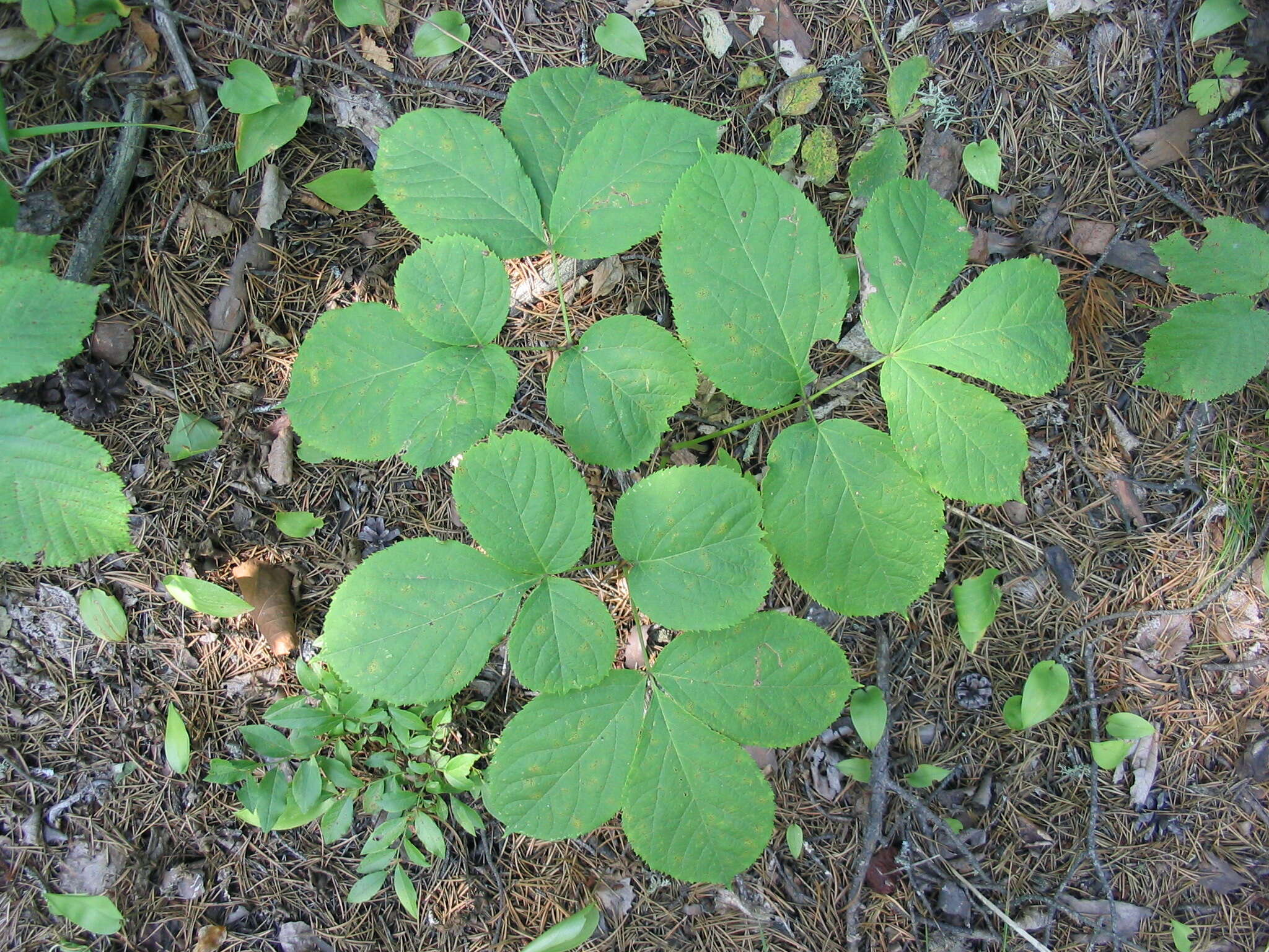 Image of wild sarsaparilla