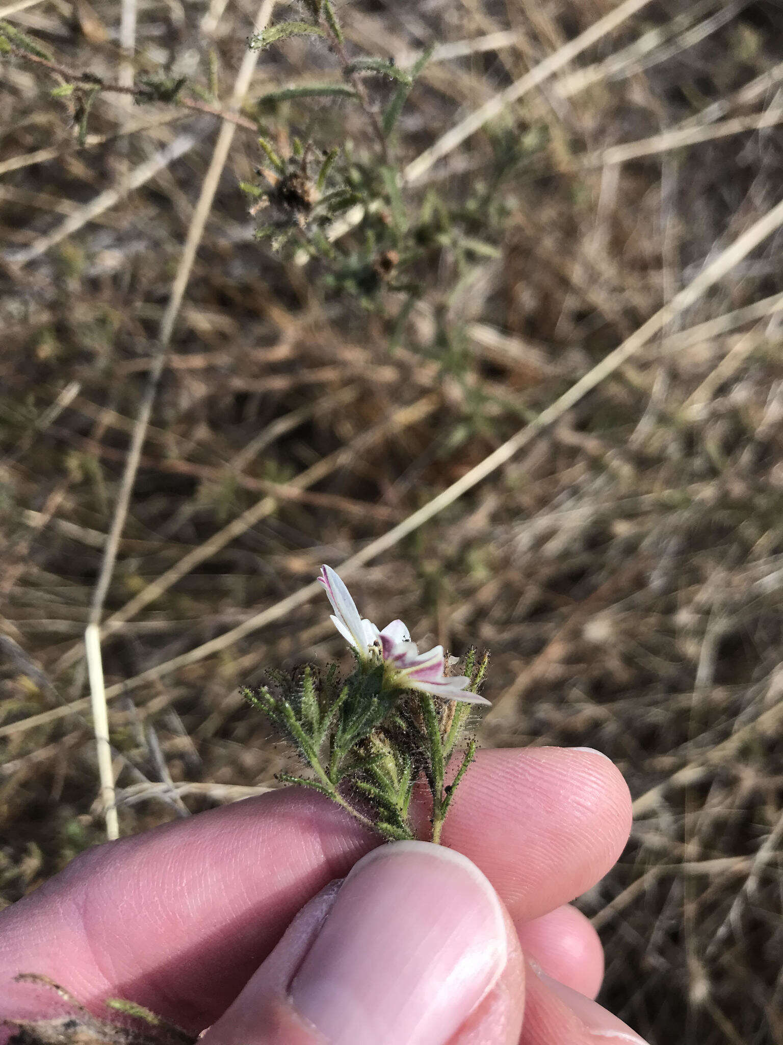 Image de Hemizonia congesta subsp. calyculata Babc. & Hall