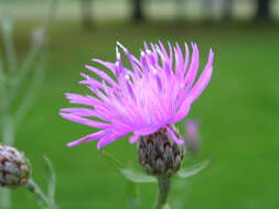 Image of spotted knapweed