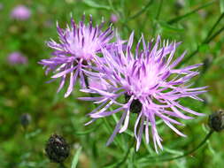 Image of spotted knapweed