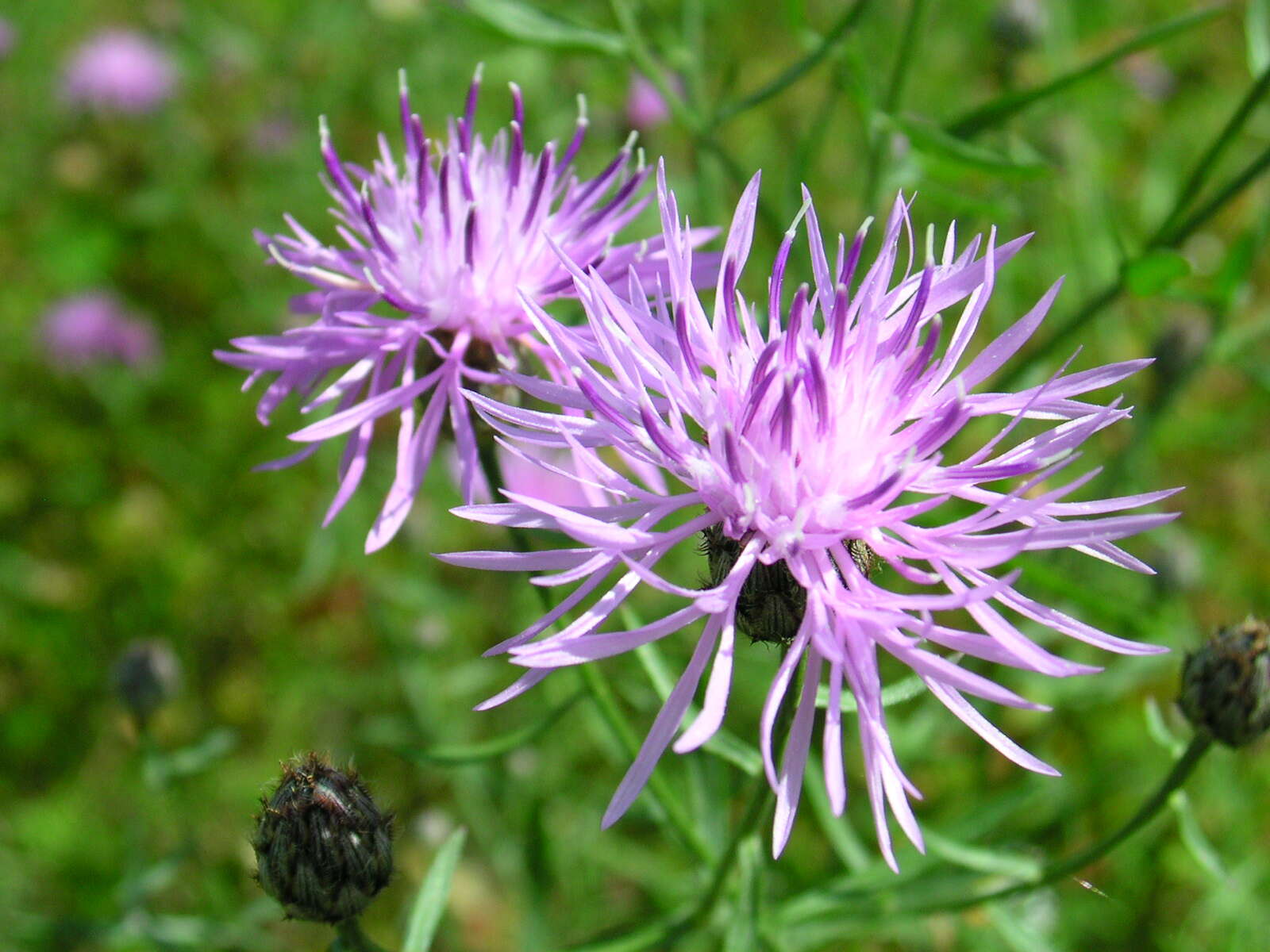 Image of spotted knapweed