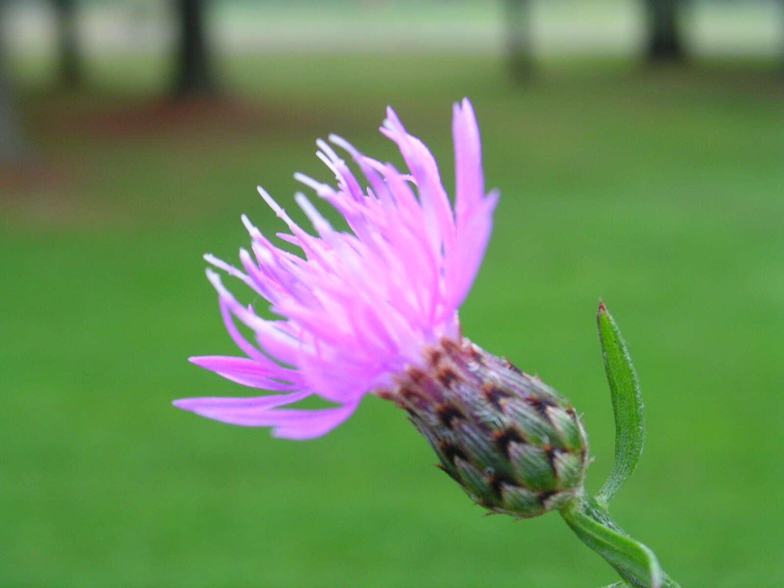 Image of spotted knapweed