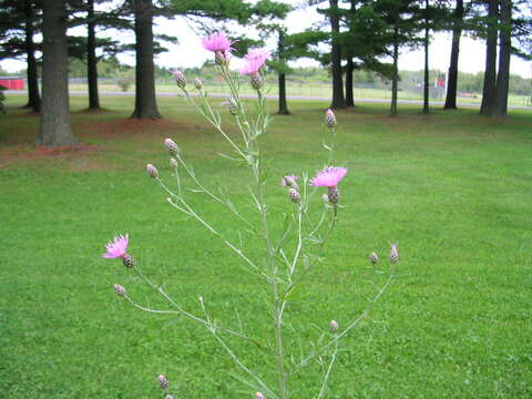 Image of spotted knapweed