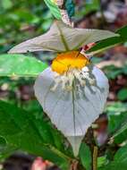 Image of Dalechampia spathulata (Scheidw.) Baill.