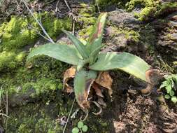 Image of Aloe affinis A. Berger