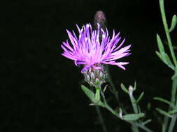 Image of spotted knapweed