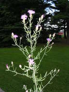 Image of spotted knapweed