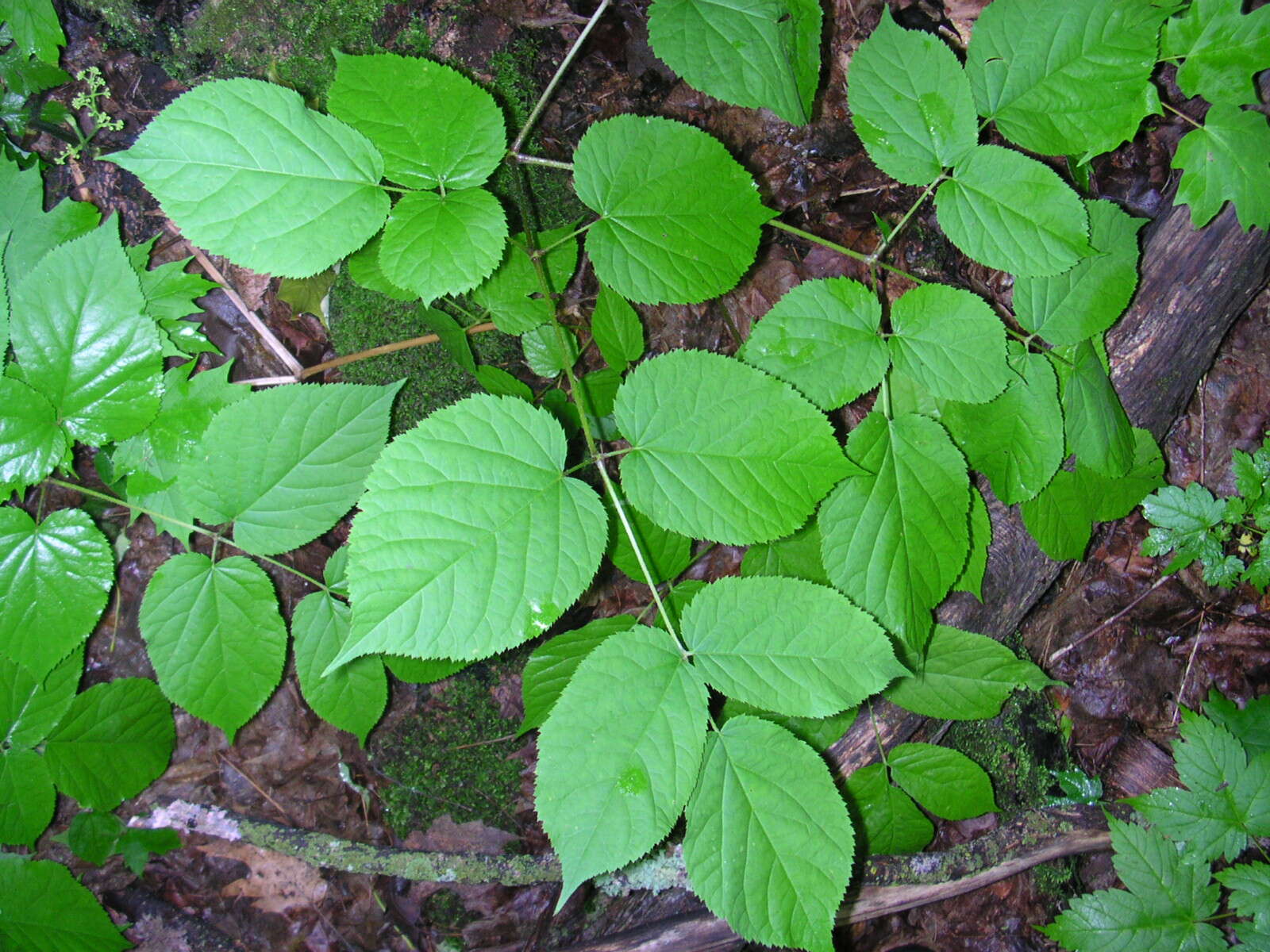 Image of American spikenard