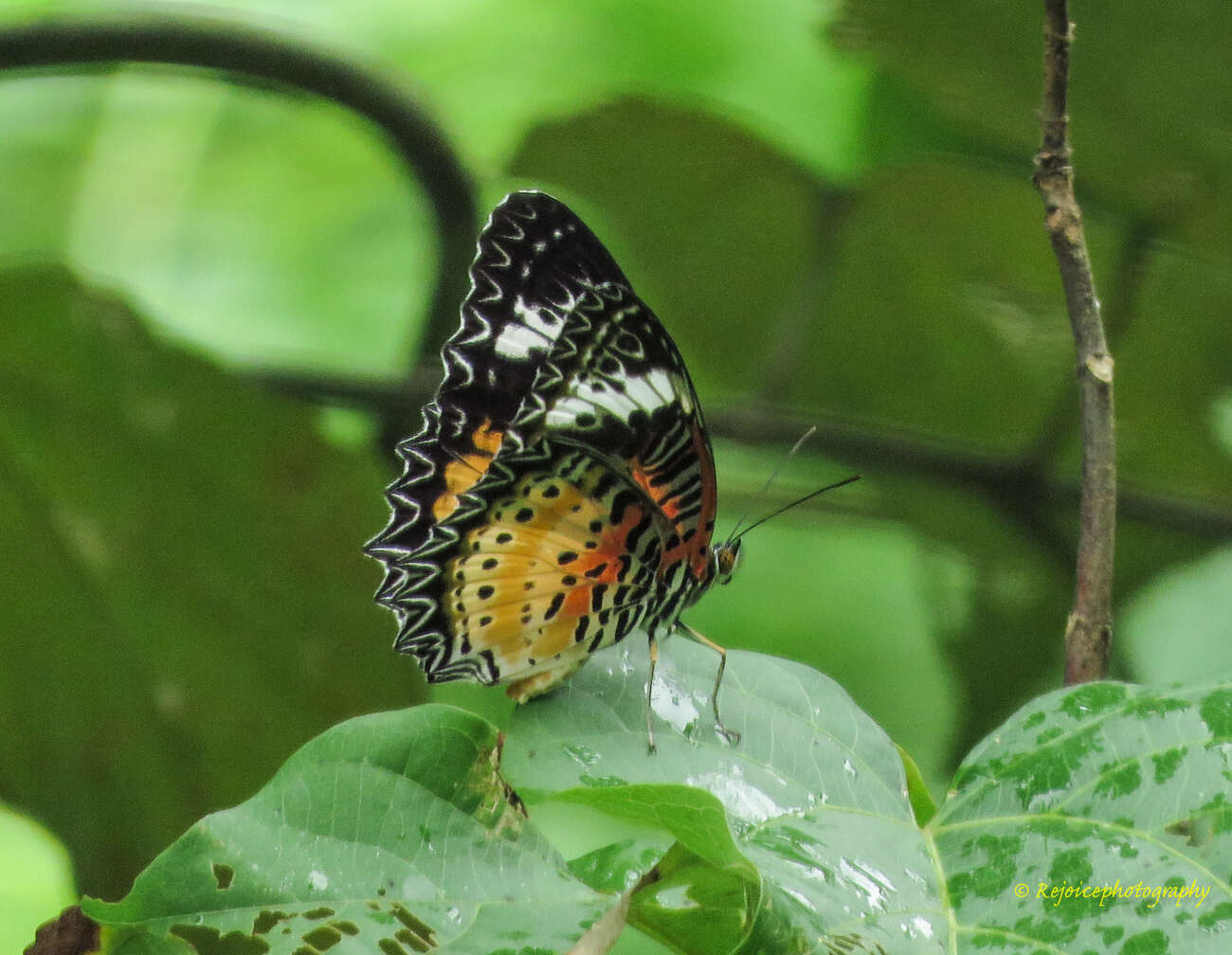 Image of Cethosia cyane Drury 1770