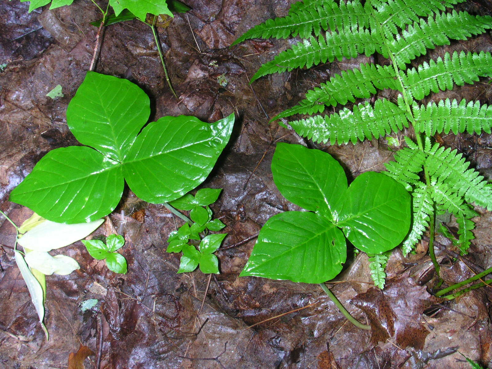 Слика од Arisaema triphyllum (L.) Schott