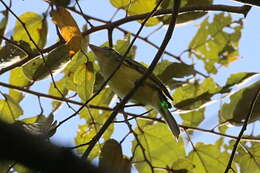 Image of Yellow-olive Flatbill