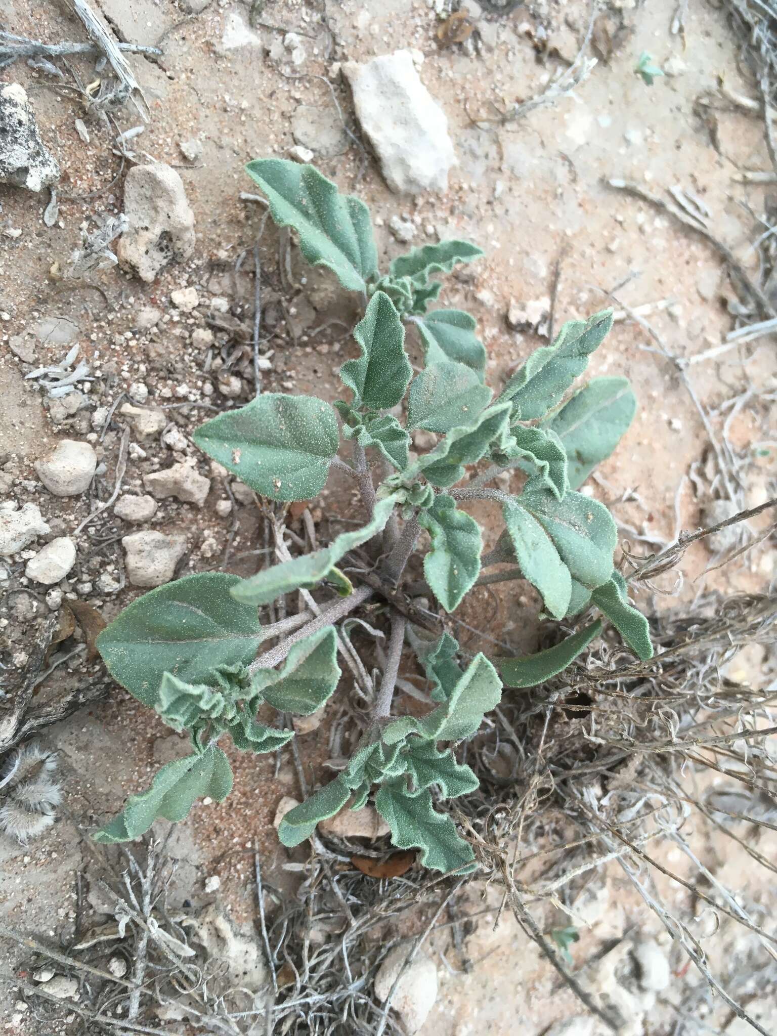 Acleisanthes diffusa (A. Gray) R. A. Levin resmi