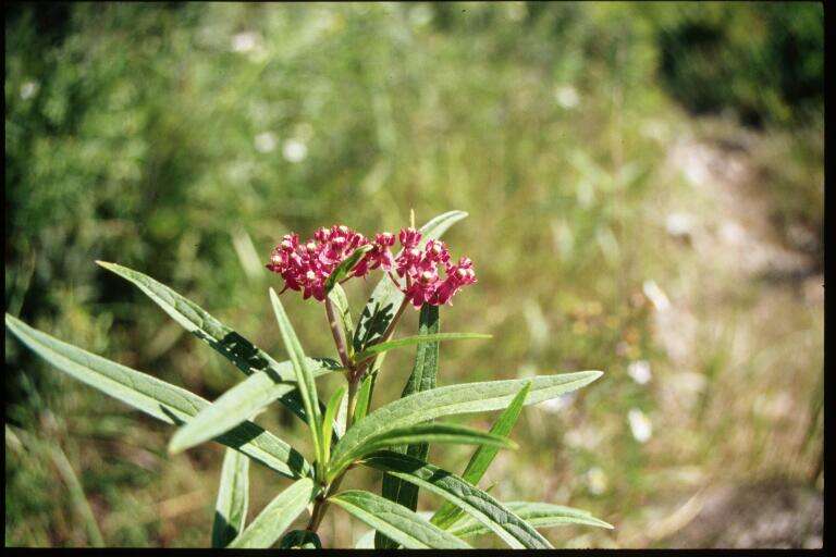 Imagem de Asclepias incarnata L.