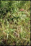 Image of swamp milkweed