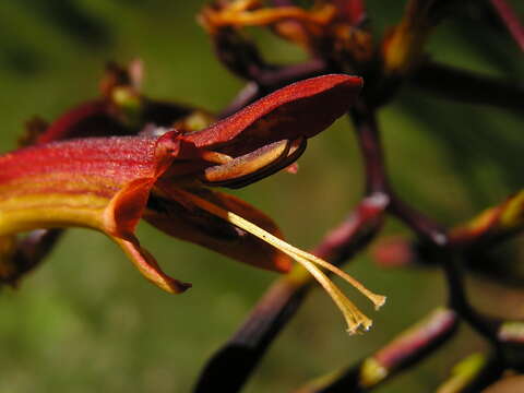 Image of zigzag crocosmia