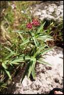 Image of swamp milkweed