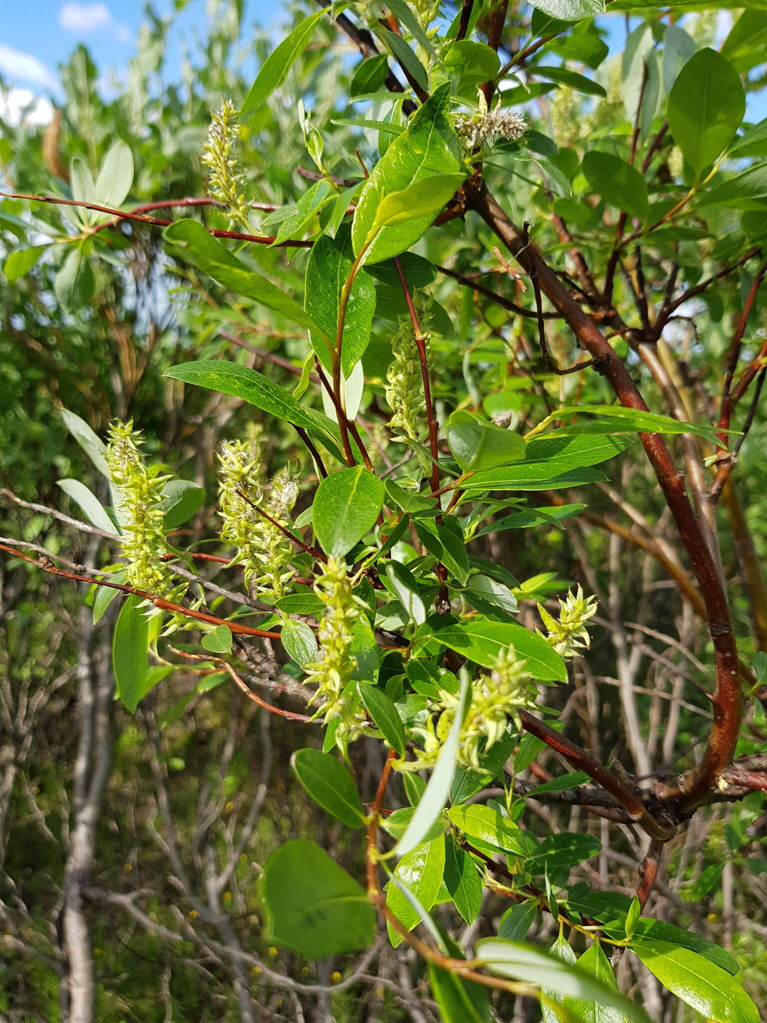 Image of tea-leaved willow