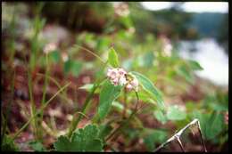 Image of flytrap dogbane