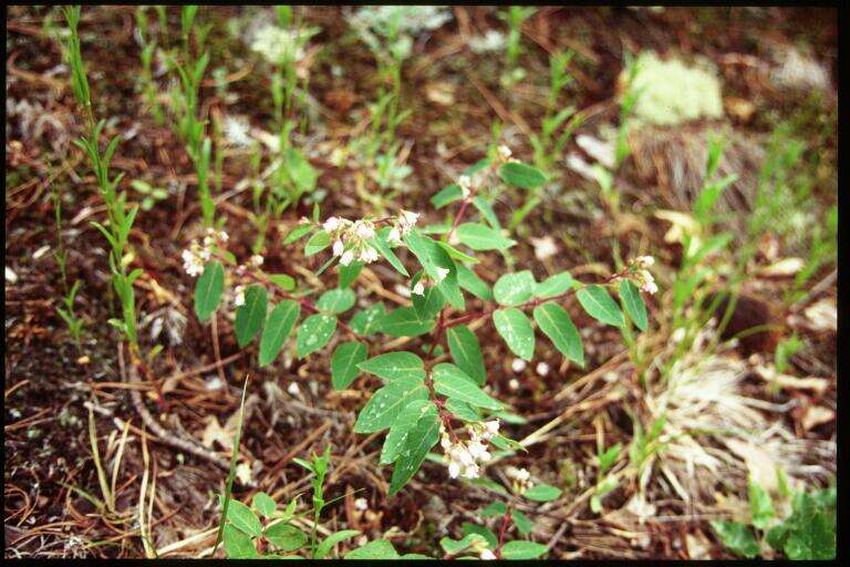 Image of flytrap dogbane