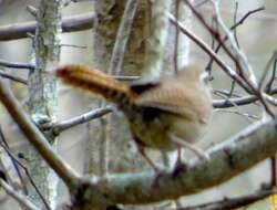 Image of Sinaloa Wren