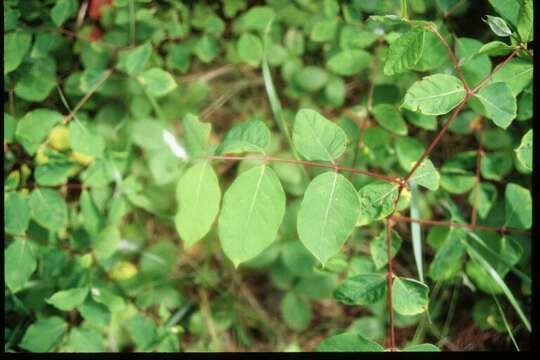 Image of flytrap dogbane