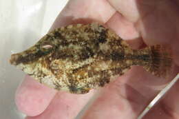 Image of Fringed Filefish