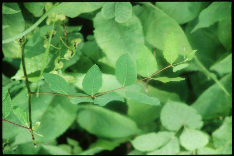 Image of flytrap dogbane