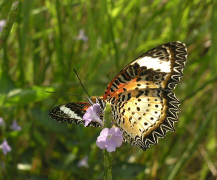 Cethosia cyane euanthes Fruhstorfer 1912 resmi