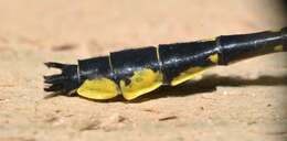 Image of Twin-striped Clubtail