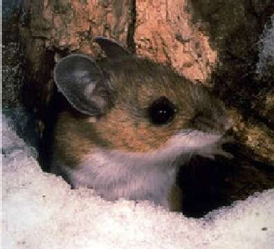 Image of Deer Mouse