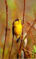 Image of Wilson's Warbler