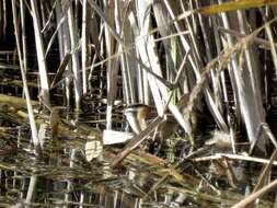 Image of Moustached Warbler